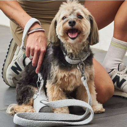 leashes-1